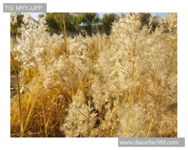 赵丽谈DOTA2成长之路与职业生涯的点滴回忆与展望